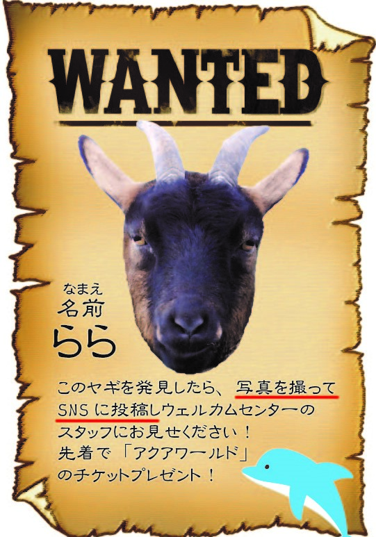 WANTEDらら