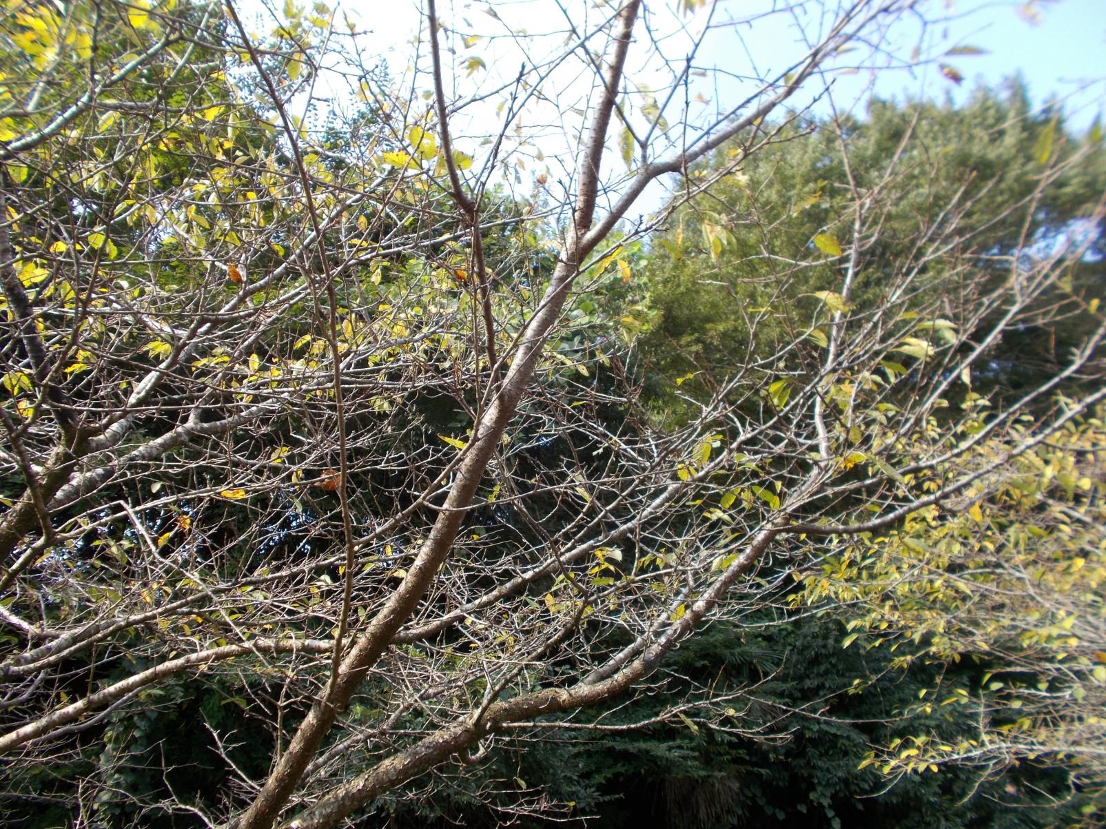 桜落葉