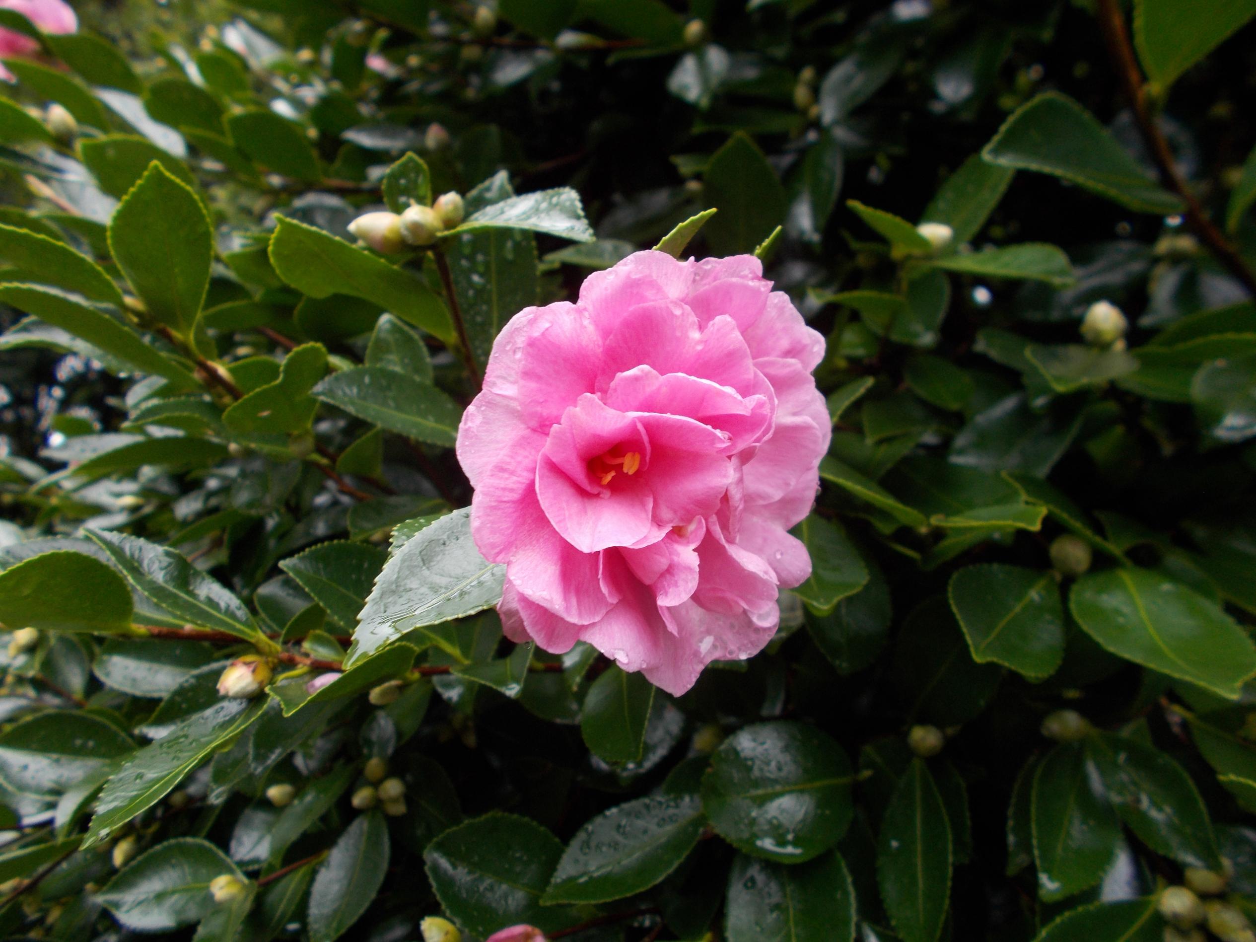 さざんかの花