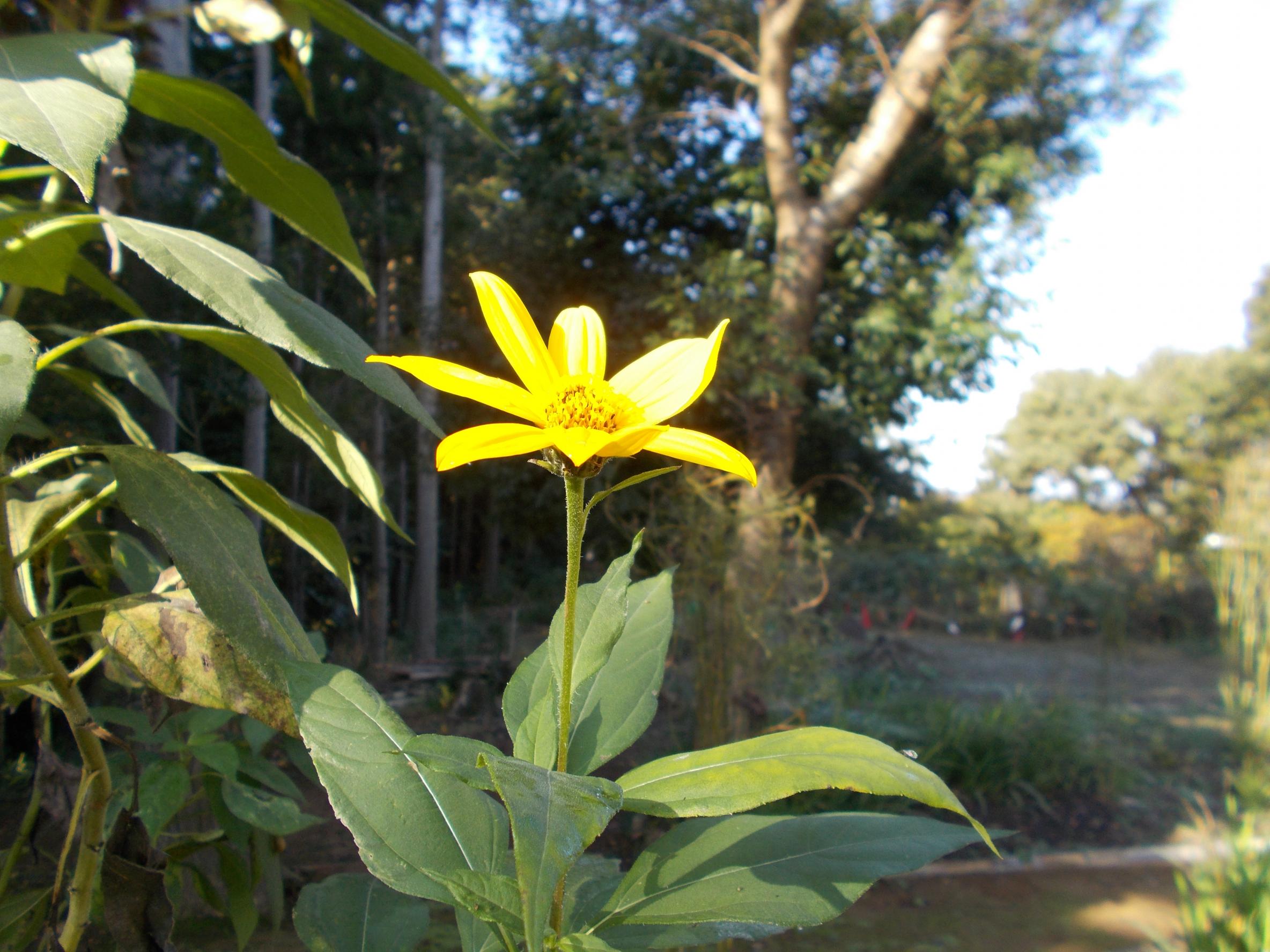 菊芋の花