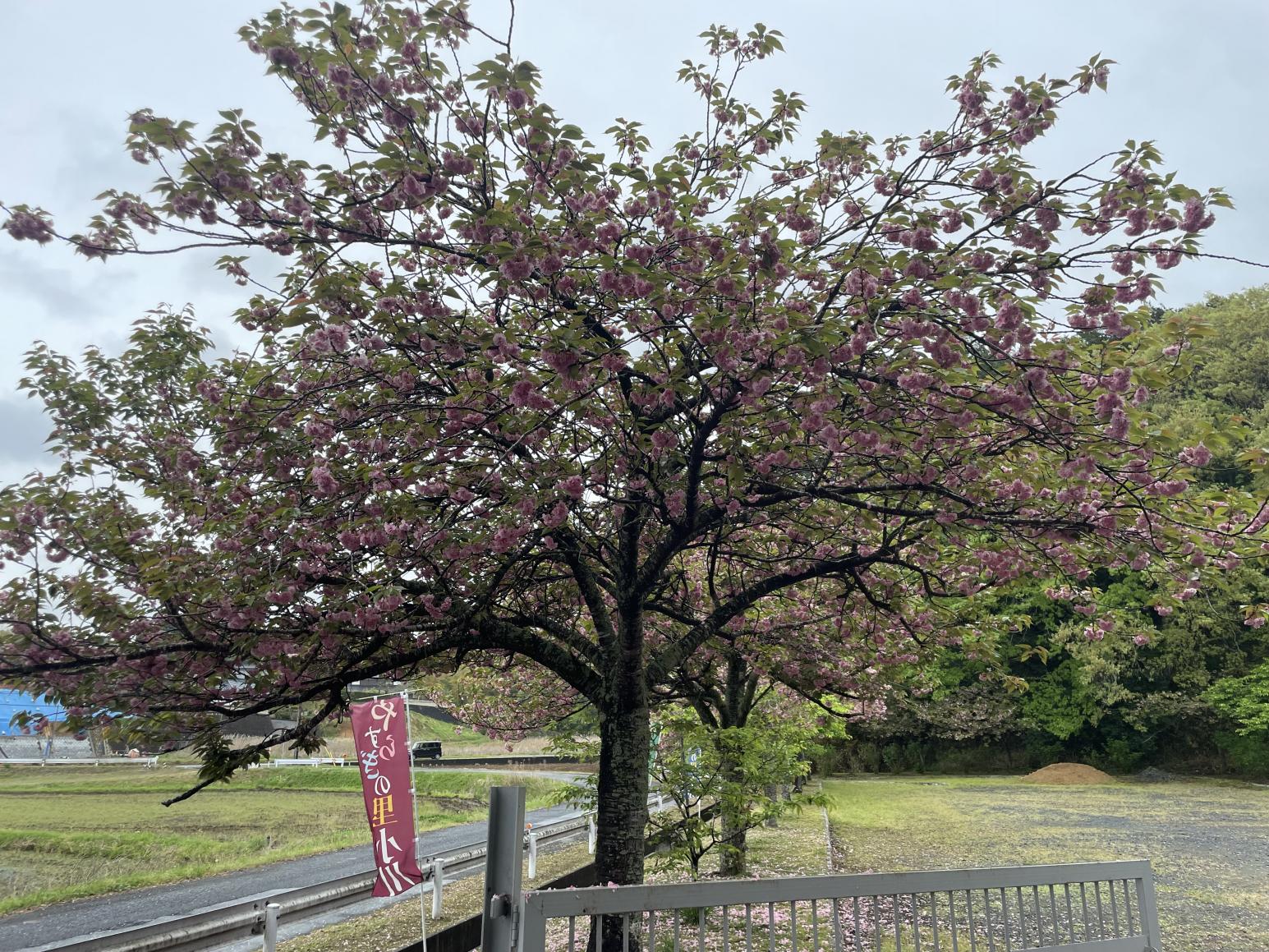 八重桜