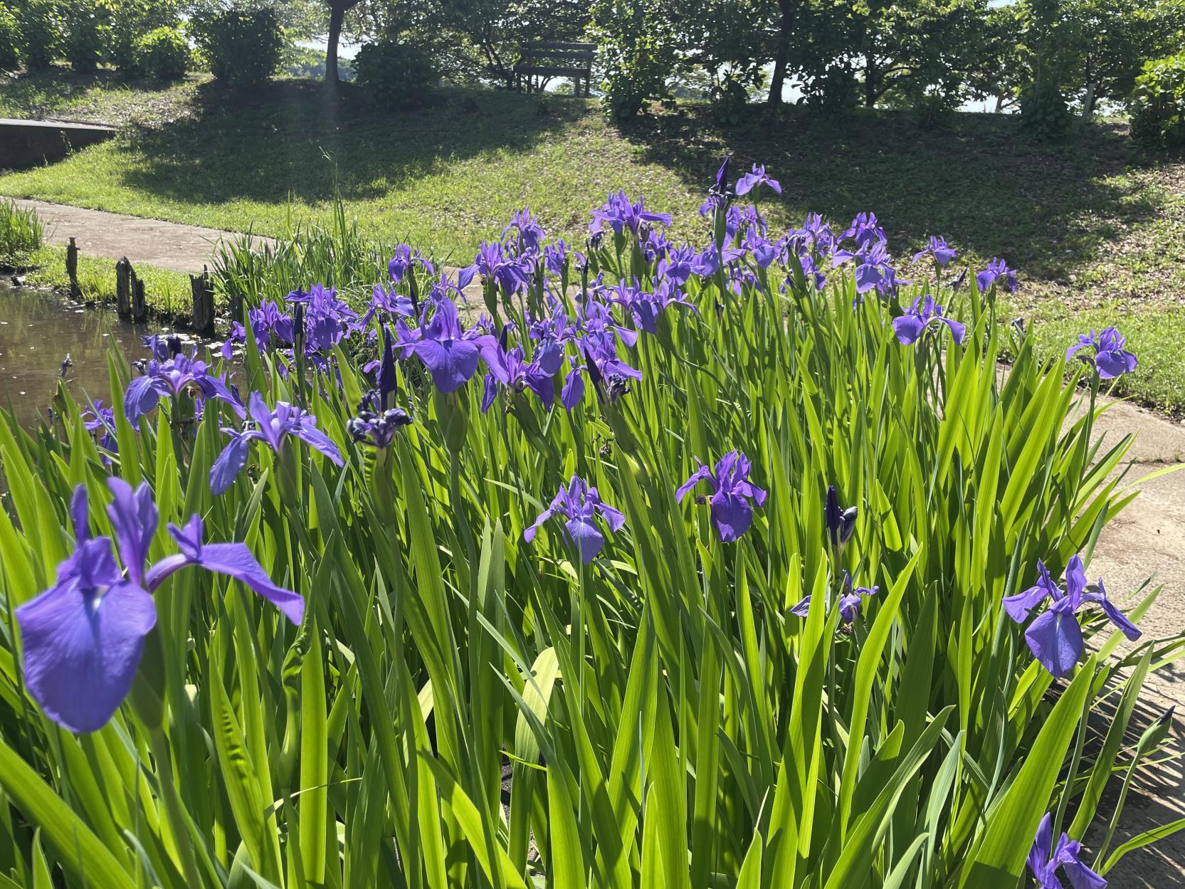 菖蒲の華