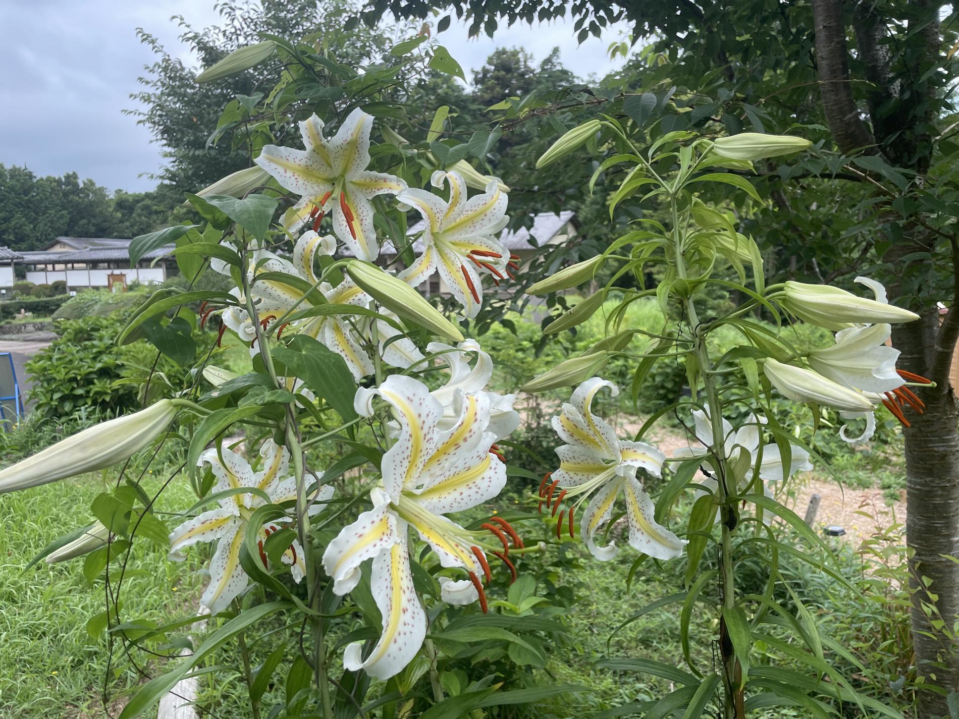 山百合